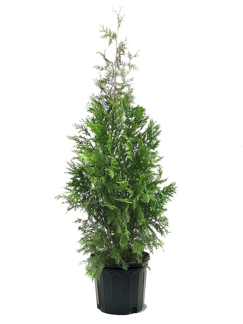 American Pillar Cedar (Full Speed a Hedge)