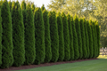 American Pillar Cedar (Full Speed a Hedge)