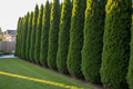 Emerald Cedar privacy hedge
