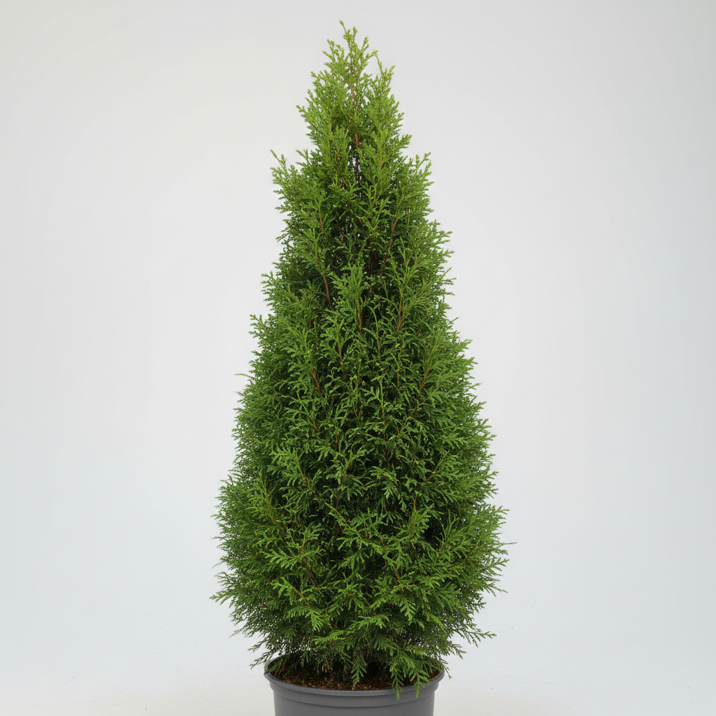 North Pole Cedar Product Photo